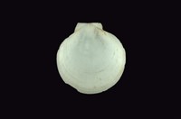 藏品(日月蛤)的圖片